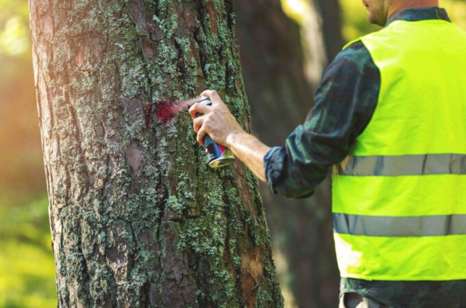 4 Reasons Why You May Need To Call Tree Removal Services