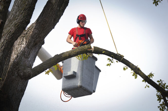 HIRE A CERTIFIED TREE CARE EXPERT