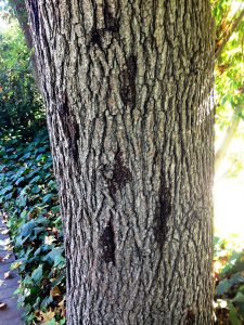 Invasive Shot Hole Borer Affecting California’s Trees