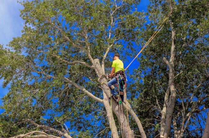 Types of Tree Trimming