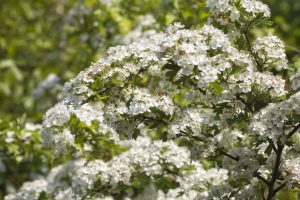 The May Tree: Hawthorn Shines in Spring
