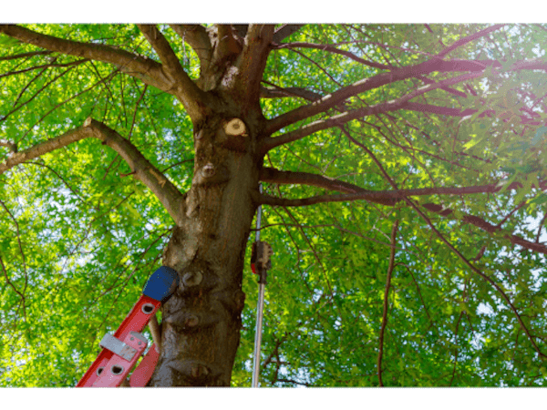 Expert Tree Removal Services in Dallas, TX