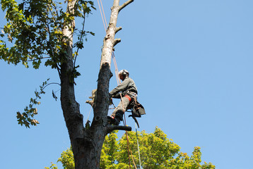Make the Most of Your Tree Service